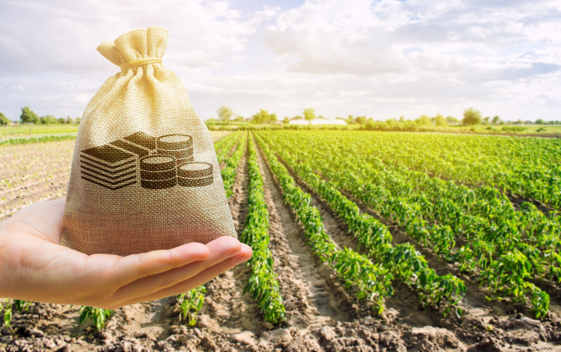 Money bag in the hand of the farmer on the background of agricultural crops. Profit from agribusiness concept. Agricultural startups. Lending and subsidizing farmers